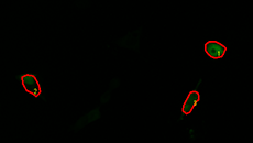 G CaMP 钙成像测试