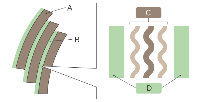 毛鳞片(毛表皮或毛小皮)